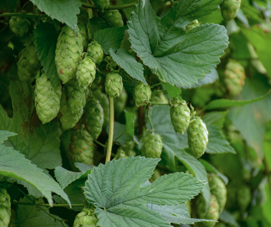 Say Goodbye to Dry Hopping and Loosing Product